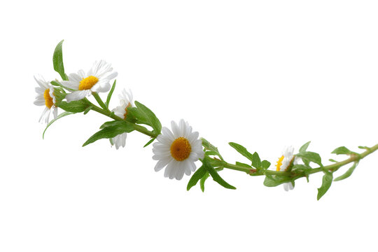 Delicate daisy chain, capturing the simplicity and elegance of a daisy garland against an abstract background.