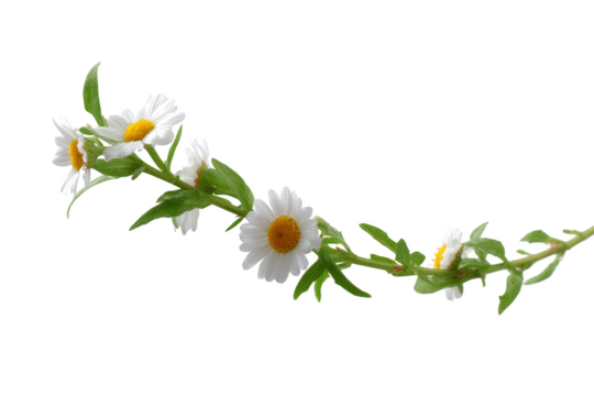 Delicate daisy chain, capturing the simplicity and elegance of a daisy garland against an abstract background.