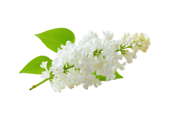 A delicate white lilac bloom, showcasing its graceful petals and fresh green leaves, against a crisp backdrop, symbolizing purity and the start of new growth.