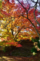 村松公園の紅葉（新潟県）