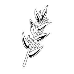 one line heliconia flower