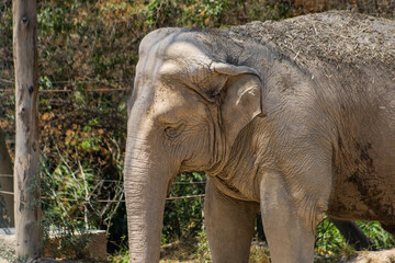 elefantes © isaac_l_mesa