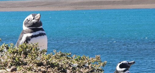 Pingüinos de magallanes tomando el sol 