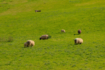 Obraz premium Light and dark sheep with blue markings graze in a field, a hedge and blue sky are visible in the left corner