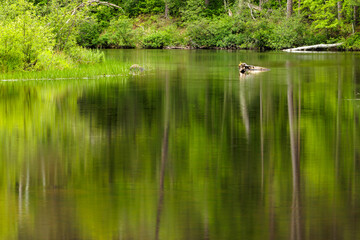 The calm, slow moving water of the Manitowish River near Boulder Junction, Wisconsin in early June reflects the shoreline trees and green vegetation.