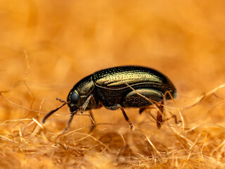 Beetle