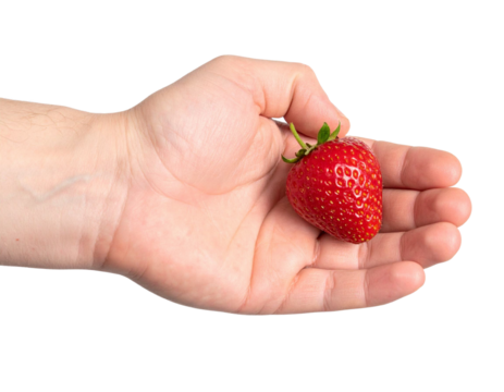 Caucasian man gently holding a ripe red strawberry in open palm, isolated on transparent background