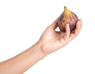 Hand gently holding a ripe fig, isolated on a transparent background, ready for use in food and health related designs