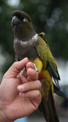 Hand holding a colorful senegal parrot suitable for pet shops, bird enthusiasts, exotic animal...