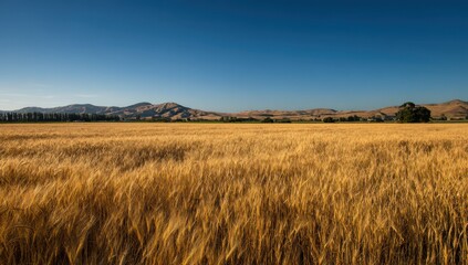 Obraz premium The sun shines on the cornfield, creating a clear blue sky background
