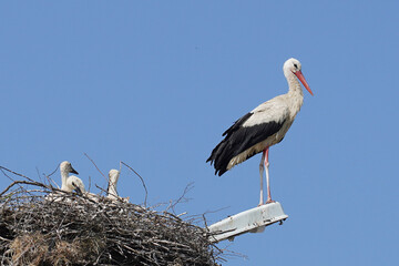 
storks in nest chicks family birds against sky nature