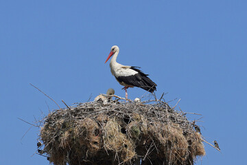 
storks in nest chicks family birds against sky nature
