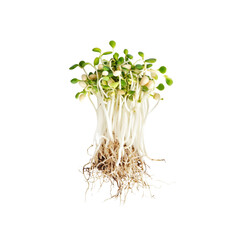 Fresh Organic Sprouting Mung Beans with Roots, Isolated on Black Background
