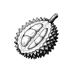 Hand-drawn illustration of a cut-open durian fruit.