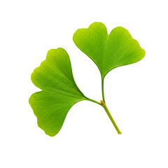 Fresh Ginkgo Leaves: Vibrant green foliage showcasing nature's beauty