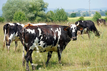 Fototapeta premium cows grazing in the meadow summer nature domestic animals grass blue sky