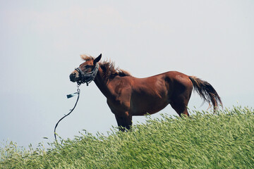 red horse grazing in the meadow domestic animal flowers grass nature