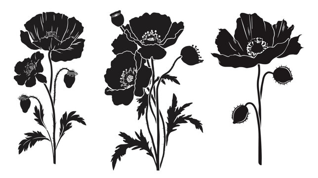 Vector set of black poppy flower silhouettes, symbolic August birth month flowers. Elegant botanical elements isolated on transparent background for design and decoration