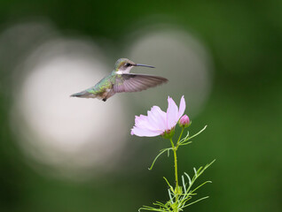 hummingbird approaching a cosmos flower