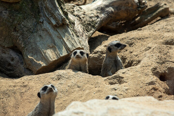 meerkat on guard