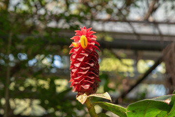 red and yellow flower