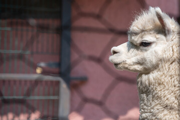close up of a white alpaca