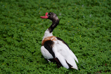 duck on the grass