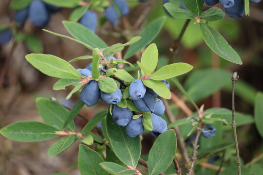 Branch of honeysuckle or honeyberry (Lonicera caerulea) plant with ripe blue berries and leaves in summer garden