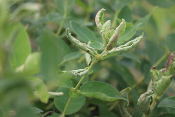 Honeysuckle or honeyberry (Lonicera caerulea) leaves damage by Taterian honeysuckle aphid (Hyadaphis tataricae) in garden