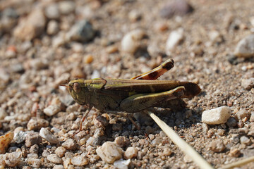 Yellow-winged grasshopper Gastrimargus musicus Acrididae sits on the ground nature insect