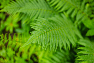 Close-up of lush, green fern leaves in a tropical forest. The detailed texture and vibrant color