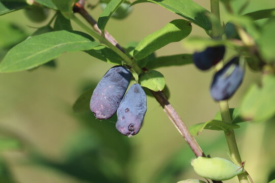 Branch of honeysuckle or honeyberry (Lonicera caerulea) plant with ripe blue berries and leaves in summer garden