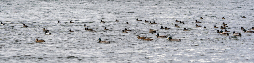 Enten