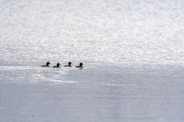 Enten
