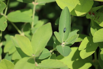 Blue jewel beetle (Agrilus cyanescens) on green leaf of honeysuckle or honeyberry (Lonicera caerulea). Pest of honeysuckle plant