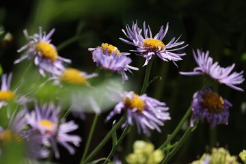 Flowers of blue alpine daisy (Aster alpinus) in summer garden