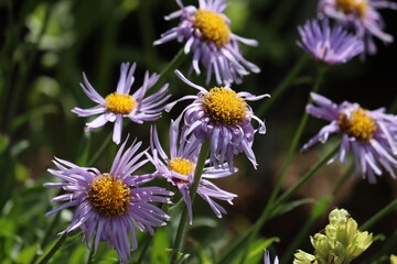 Obraz premium Flowers of blue alpine daisy (Aster alpinus) in summer garden