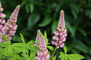 Pink flowers of large-leaved lupine (Lupinus polyphyllus) in summer garden