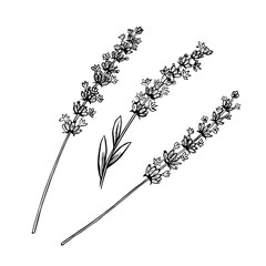 A set of lavender flowers. Black and white vector, hand-drawn graphic illustration. A design element for packaging, postcards, and labels. For banners, flyers and posters.