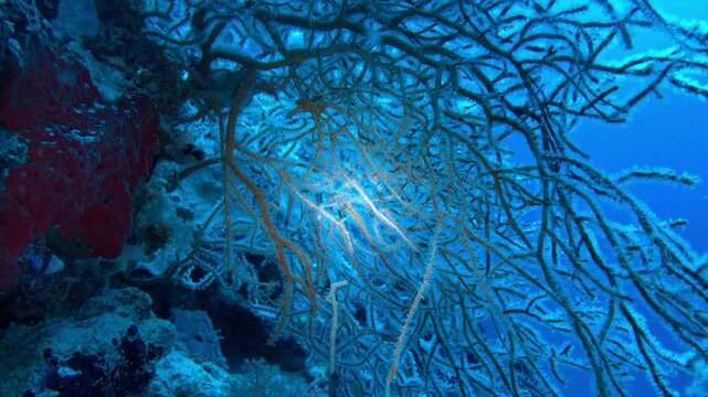underwater scene with coral reef and whip coral