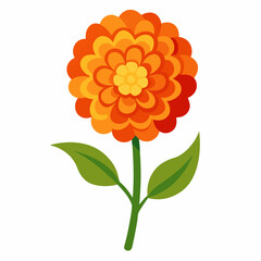 Marigold flower on white background