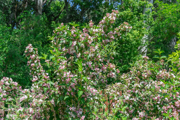 Flowering pink weigela florida blooming in garden in summer. Hedge from flowers the honeysuckle...