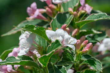 Flowering pink weigela florida blooming in garden in summer. Hedge from flowers the honeysuckle family on yard. Low growing variety with pale-pink bells and ornamental leaves. Inflorescence variegata.