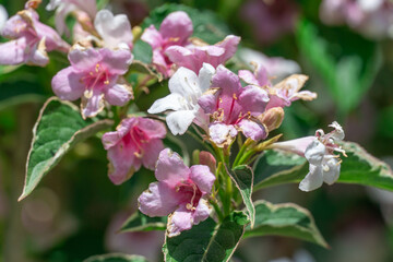 Flowering pink weigela florida blooming in garden in summer. Hedge from flowers the honeysuckle family on yard. Low growing variety with pale-pink bells and ornamental leaves. Inflorescence variegata.