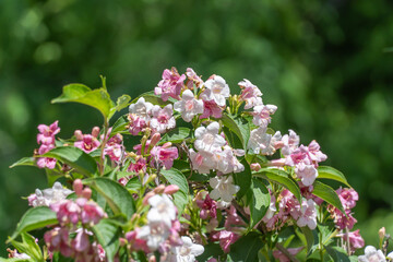 Flowering pink weigela florida blooming in garden in summer. Hedge from flowers the honeysuckle family on yard. Low growing variety with pale-pink bells and ornamental leaves. Inflorescence variegata.