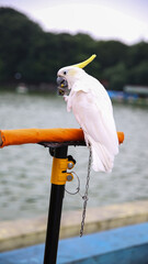White cockatoo eating on chained stand. Perfect for nature blogs, wildlife articles, birdwatching...
