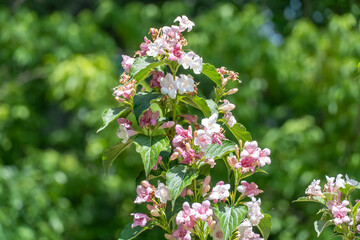 Flowering pink weigela florida blooming in garden in summer. Hedge from flowers the honeysuckle...
