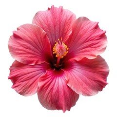 Radiant Pink Hibiscus Blossom Isolated on White Background, Revealing Delicate Textures