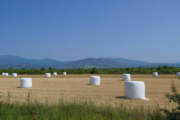 Obraz premium Wrapped stacks of straw lie on the field after harvesting nature farm hay rural