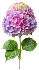 Beautiful Hydrangea Flower with Pink and Purple Petals on a White Background